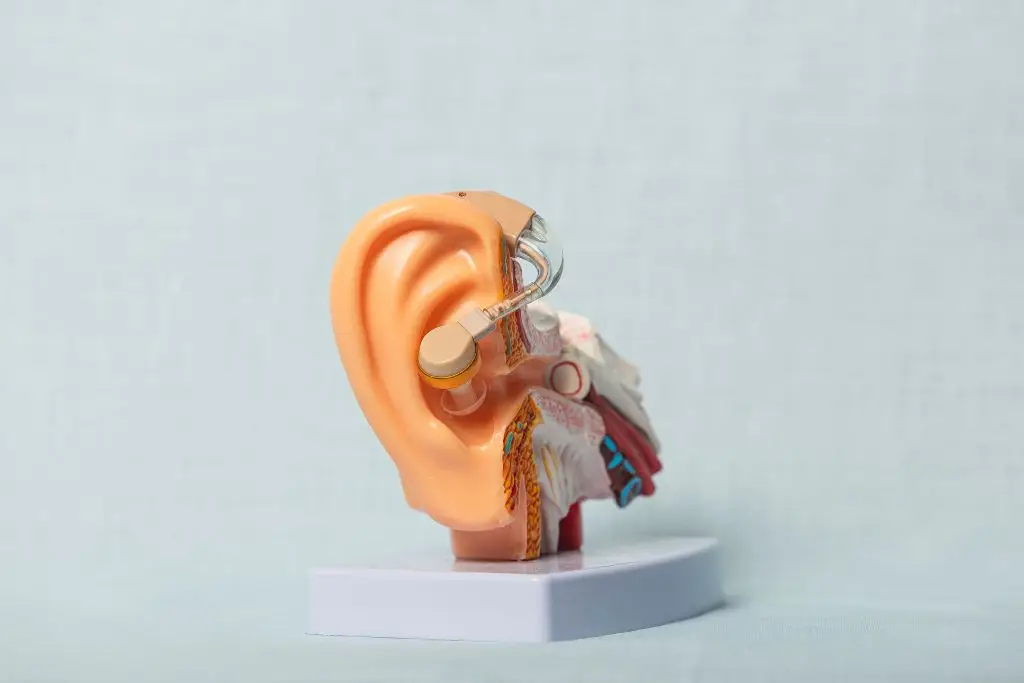 Przekrój sztucznego ucha z aparatem słuchowym