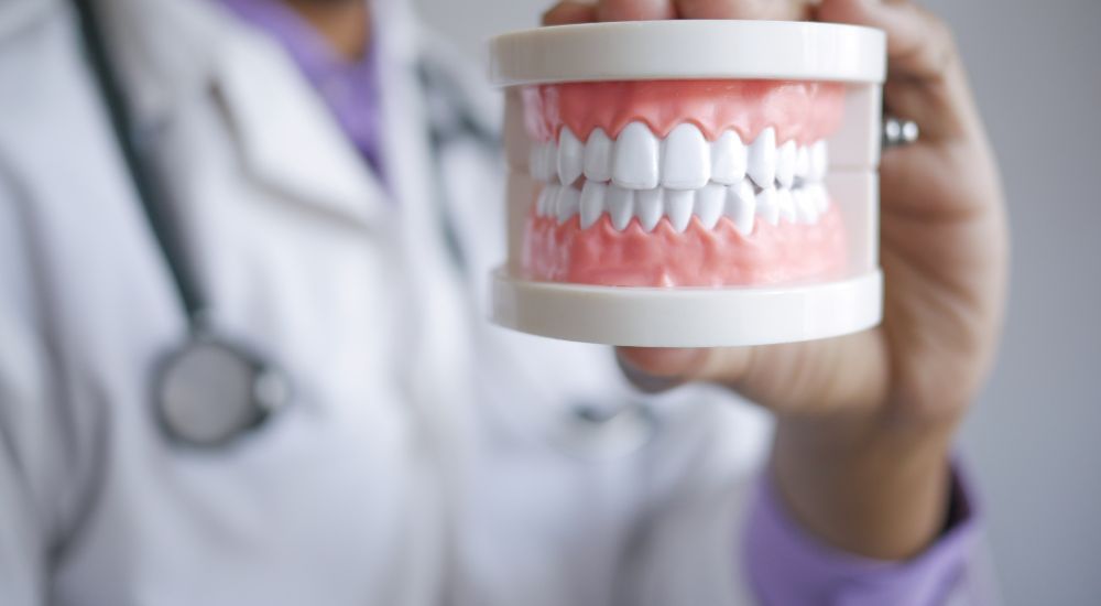 Model szczęki w dłoniach